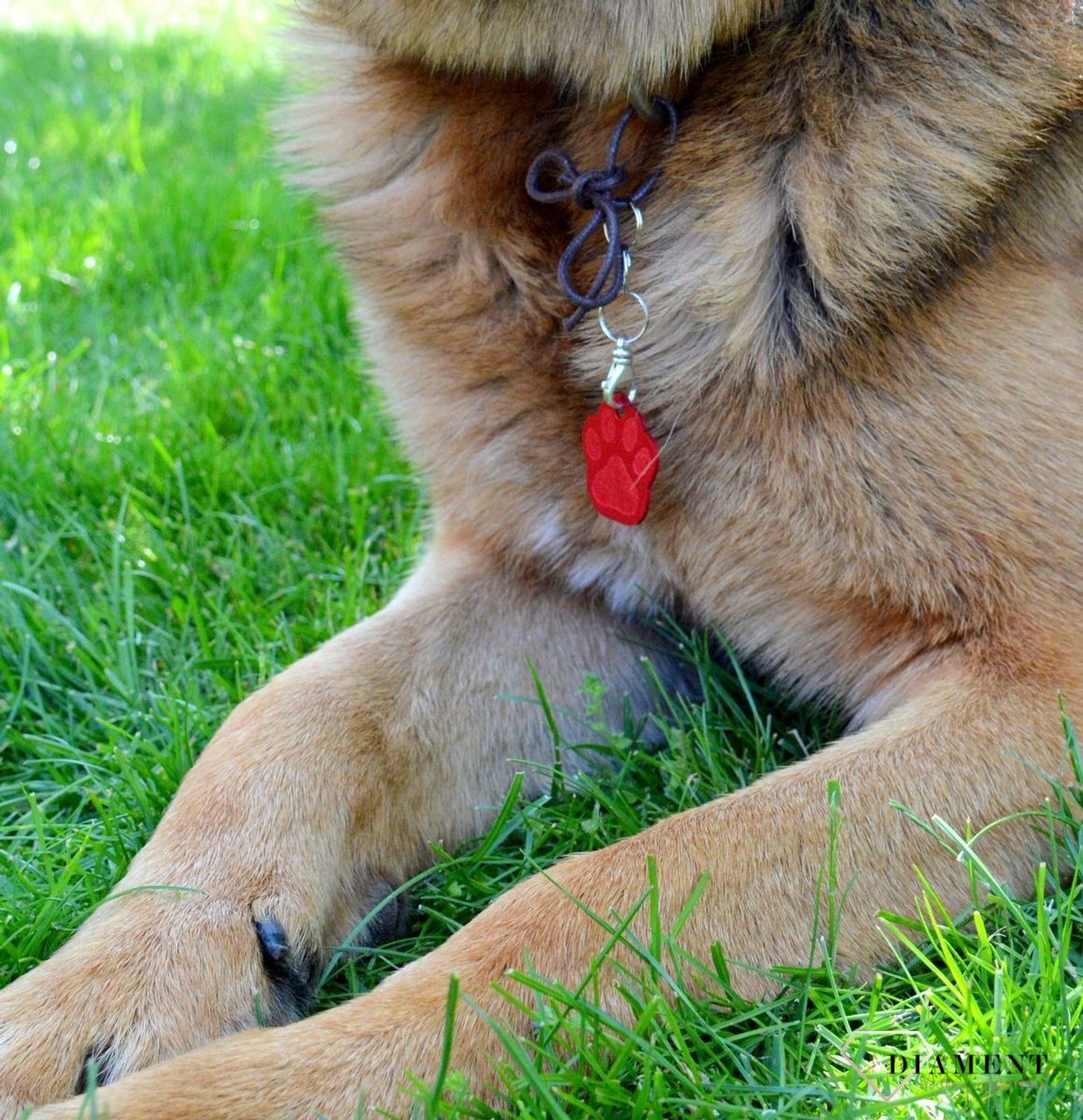 Blaszka dla pupila łapka psa 3,5 cm z miejscem na grawer Łapka psa red L.  Blaszka w formie adresówki, identyfikatora dla psa. Blaszka z miejscem na grawer. Na adresówce możemy wygrawerować np. imię psa i nr telefonu do właści.jpg